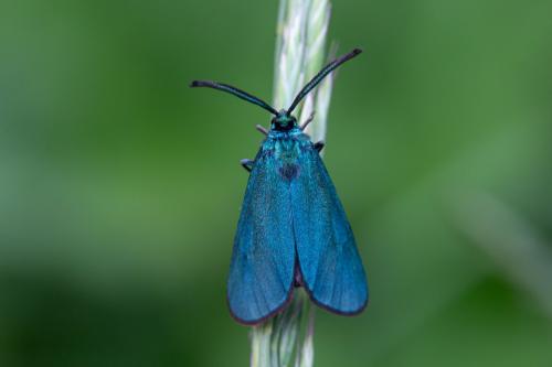 Réf. 353 798 : Adscita sp.